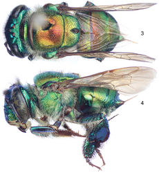 Figures 3–4. Euglossa embera sp. n., female paratype. 3 Dorsal habitus 4 Lateral habitus.