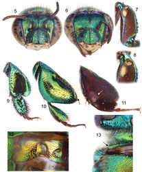 Figures 5–13. Euglossa embera sp. n. 5 Facial aspect of male holotype 6 Facial aspect of female paratype 7 Outer surface of male mesotibia (arrow pointing to oblique truncation of velvety area) 8 Mesotibial tufts of male 9 Outer view of female metatibia and metatarsus 10 Outer view of male metatibia and metatarsus (arrow pointing to distal-most extreme of organ slit) 11Inner view of male metatibia and metatarsus (arrow pointing to circular depression) 12 Section of male second metasomal sternum 13 Dorsal view of pronotal dorso-lateral angle (arrow) of male.