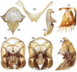 Figures 14–20. Male genitalic features of Euglossa embera sp. n. 14 Seventh metasomal sternum, ventral aspect 15 Eighth metasomal sternum, ventral aspect (arrow pointing to straight lateral margin) 16 Eighth metasomal sternum, lateral aspect 17 lateral section of gonostylus 18 Genitalic capsule, dorsal aspect 19 Genitalic capsule, ventral aspect 20 Genitalic capsule, lateral aspect.