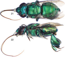 Figures 21–22. Euglossa adiastola sp. n., male holotype. 21 Dorsal habitus 22 Lateral habitus.