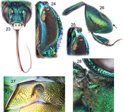 Figures 23–28. Euglossa adiastola sp. n. male holotype. 23 Facial aspect 24 Outer surface of mesotibia (arrow pointing to oblique-concave truncation of velvety area) 25 Mesotibial tufts 26 Outer view of metatibia and metatarsus (arrow pointing to distal-most extreme of organ slit) 27 Section of second metasomal sternum 28 Dorsal view of pronotal dorso-lateral angle (arrow).