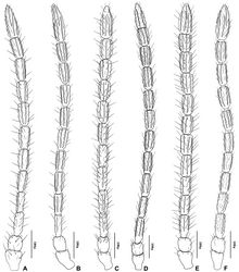 Figure 2. Antenna of Adialytus species A Adialytus ambiguus B Adialytus cf. ambiguus C Adialytus arvicola D Adialytus salicaphis E Adialytus thelaxis F Adialytus veronicaecola.