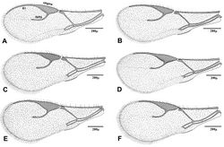 Figure 3. Fore wing of Adialytus species A Adialytus ambiguus B Adialytus cf. ambiguus C Adialytus arvicola D Adialytus salicaphis E Adialytus thelaxis F Adialytus veronicaecola.