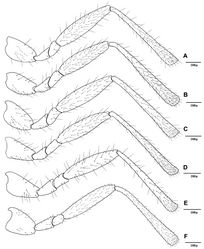 Figure 4. Hind leg of Adialytus species, excluding tarsomeres A Adialytus ambiguus B Adialytus cf. ambiguus C Adialytus arvicola D Adialytus salicaphis E Adialytus thelaxis F Adialytus veronicaecola.