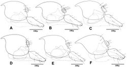 Figure 6. Female genitalia of Adialytus species A Adialytus ambiguus B Adialytus cf. ambiguus C Adialytus arvicola D Adialytus salicaphis E Adialytus thelaxis F Adialytus veronicaecola.