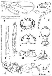 Figures 1–13. Aphaereta ceratitivora sp. n., holotype, ♀. 1 wings 2 mandible full view of third tooth 3 hind leg 4 apical segments of antenna 5 head anterior 6 basal segments of antenna 7 hind tarsus 8 head dorsal 9 mesosoma dorsal 10 mandible full view of first tooth 11 first metasomal tergite dorsal 12 habitus lateral 13 axillar depression.