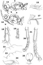 Figures 14–25. Aphaereta spp. 14, 16 head and mesosoma lateral 15, 17 ovipositor sheath 18, 19 hind tarsal claw 20, 21 hind tarsus 22, 23 scutellum, metanotum and propodeum lateral 24 convex ventral part of pronotal side 25 mesothorax dorsal.