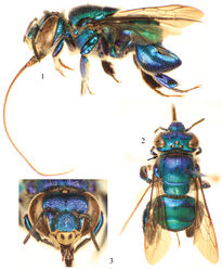 Figures 1–3. Photomicrographs of paratype male of Euglossa clausi Nemésio and Engel, sp. n. 1 Lateral habitus 2 Dorsal habitus (arrow points to rounded pronotal angle) 3 Facial aspect.