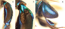 Figures 4–6. Tibial characters of Euglossa clausi Nemésio and Engel, sp. n. 4 Outer surface of mesotibia 5 Detail of mesotibial tufts 6 Outer surface of metatibia.