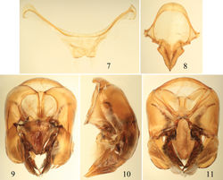 Figures 7–11. Male terminalia of Euglossa clausi Nemésio and Engel, sp. n. 7 Seventh metasomal sternum 8 Eighth sternum (note that relative proportions of the anterior section to the posterior section may be distorted owing to position of sclerite when photographed) 9 Genital capsule, dorsal view 10 Genital capsule, lateral view 11 Genital capsule, ventral view.