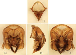 Figures 12–15. Male terminalia of Euglossa crassipunctata Moure. 12 Eighth metasomal sternum (note that relative proportions of the anterior section to the posterior section may be distorted owing to position of sclerite when photographed) 13 Genital capsule, dorsal view 14 Genital capsule, lateral view 15  Genital capsule, ventral view.