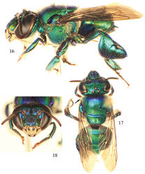 Figures 16–18. Photomicrographs of paratype male of Euglossa moratoi Nemésio and Engel, sp. n. 16 Lateral habitus 17 Dorsal habitus (arrow points to projected pronotal angle) 18 Facial aspect.