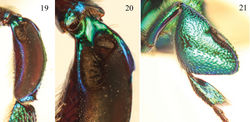 Figures 19–21. Tibial characters of Euglossa moratoi Nemésio and Engel, sp. n. 19 Outer surface of mesotibia 20 Detail of mesotibial tufts 21 Outer surface of metatibia.