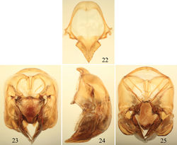 Figures 22–25. Male terminalia of Euglossa moratoi Nemésio and Engel, sp. n. 22 Eighth metasomal sternum (note that relative proportions of the anterior section to the posterior section may be distorted owing to position of sclerite when photographed) 23 Genital capsule, dorsal view 24 Genital capsule, lateral view 25 Genital capsule, ventral view.