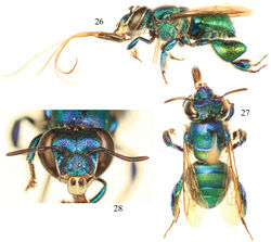 Figures 26–28. Photomicrographs of paratype male of Euglossa pepei Nemésio and Engel, sp. n. 26 Lateral habitus 27 Dorsal habitus 28 Facial aspect.