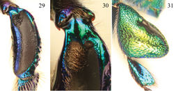 Figures 29–31. Tibial characters of Euglossa pepei Nemésio and Engel, sp. n. 29 Outer surface of mesotibia 30 Detail of mesotibial tufts 31 Outer surface of metatibia.