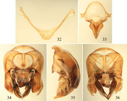 Figures 32–36. Male terminalia of Euglossa pepei Nemésio and Engel, sp. n. 32 Seventh metasomal sternum 33 Eighth sternum (note that relative proportions of the anterior section to the posterior section may be distorted owing to position of sclerite when photographed) 34 Genital capsule, dorsal view 35  Genital capsule, lateral view 36 Genital capsule, ventral view.