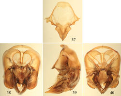 Figures 37–40. Male terminalia of Euglossa parvula Dressler. 37 Eighth metasomal sternum (note that relative proportions of the anterior section to the posterior section may be distorted owing to position of sclerite when photographed) 38 Genital capsule, dorsal view 39 Genital capsule, lateral view 40 Genital capsule, ventral view.