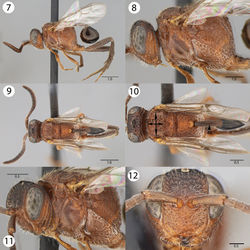 Figures 7–12. Brightfield images of Evaniscus rafaeli Kawada sp. n. 7, 8 Lateral habitus 9, 10 Dorsal habitus 11 Anterior oblique 12 Anterior face.