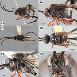 Figures 25–30. Brightfield images of Evaniscus tibialis Szépligeti. 25, 26 Lateral habitus 27, 28 Dorsal habitus 29 Anterior oblique 30 Anterior face.