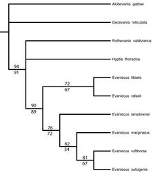 Figure 31. Most parsimonious tree from exhaustive search in PAUP*. Numbers above nodes show bootstrap support and numbers below nodes show jackknife support from the maximum parsimony analysis.