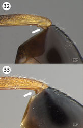 Figures 32–33. Brightfield images of Evaniscus rufithorax . 32 Male specimen; arrow points to visible lower tubular sclerite 33 Female specimen; arrow shows where lower tubular sclerite is not visible.