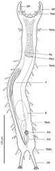 Figure 2. Pseudostomella dolichopoda sp. n. schematic drawing. Habitus as seen from the ventral side. CO caudal organ CP caudal pedicle DP dorsal papillae E egg FO frontal organ PhIJ pharyngeo-intestinal junction Pp pharyngeal pores T testicle TbA anterior adhesive tubes TbDL dorsolateral adhesive tubes TbL lateral adhesive tubes TbVL ventrolateral adhesive tubes VP ventral papillae.