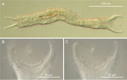 Figure 3. Pseudostomella dolichopoda sp. n. DIC photomicrographs. A habitus B close-up of the anterior region, dorsal view C Close-up of the anterior region, ventral view.