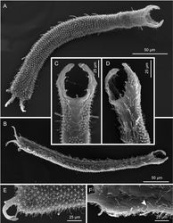 Figure 4. Pseudostomella dolichopoda sp. n. SEM photomicrographs. A habitus, dorsal view B habitus, ventral view; C close-up of the anterior region, dorsal view D close-up of the anterior region, ventrolateral view E close-up of the posterior region, dorsal view F close-up of the posterior region, ventral view, arrow shows the two ventrolateral adhesive tubes borne from a common base.