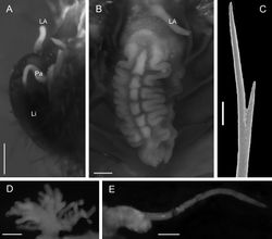 Figure 3. Notopygos megalops McIntosh, 1885. A Prostomium B Caruncle C Notochaeta from chaetiger 15 D Branchia chaetiger 10 E Main dorsal cirrus from chaetiger 15. LA lateral antennae Li lips Pa palps. Scale bar: A, B, D, E= 0.5 mm, C= 100 μm.