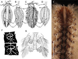 Figure 4. Caruncles and pigmentation pattern of some Notopygos species. A Caruncula of Notopygos variabilis B Caruncula of Notopygos horsti C Caruncula of Notopygos caribea sp. n. D Caruncula of Notopygos andrewsi E Caruncula and pigmentation pattern of Notopygos ornata from Mexican Pacific F Pigmentation pattern of Notopygos caribea sp. n. between chaetigers 6–7G Pigmentation pattern of Notopygos andrewsi anterior chaetigers. Redrawn from original descriptions: A,B,D,G. ECL elevated central lobe FLL flattened lateral lobe LA lateral antennae Li lips MA median antenna Pa palps.Scale bar: 3.5 mm.