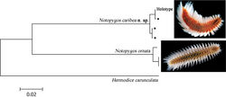Figure 5. Neighbor-joining tree of COI sequences of two Notopygos species (K2P). * sequences from topotype specimens (photos: Leslie Harris).