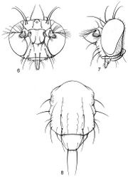 Figures 6–8. Illustrations of Planinasus ambiguus Cresson (male). 6 head, anterior view 7 same, lateral view 8 thorax, dorsal view. Scale bar = 0.1 mm.
