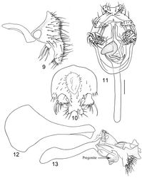 Figures 9–13. Illustrations of Planinasus ambiguus Cresson (male). 9 epandrium, surstylus, hypandrium, lateral view 10 same, posterior view 11 epandrium, hypandrium, and internal structures of male terminalia, ventral view 12 ejaculatory apodeme, lateral view 13 internal structures of male terminalia, lateral view. Scale bar = 0.1 mm.