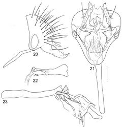 Figures 20–23. Illustrations of Planinasus kotrbae sp. n. (male). 20 epandrium, surstylus, hypandrium, lateral view 21 internal structures of male terminalia, ventral view 22 ejaculatory apodeme, lateral view 23 internal structures of male terminalia, lateral view. Scale bar = 0.1 mm.