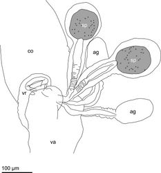 Figure 24. Internal female reproductive organs of Planinasus kotrbae sp. n., schematic drawing, left lateral view, ovaries and lateral oviducts omitted. ag accessory gland co common oviduct sp spermatheca va vagina vr ventral receptacle.