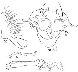 Figures 30–33. Illustrations of Planinasus miradorus sp. n. (male). 30 epandrium, surstylus, , lateral view 31 epandrium, hypandrium, and internal structures of male terminalia, ventral view 32 ejaculatory apodeme, lateral view 33 internal structures of male terminalia, lateral view. Scale bar = 0.1 mm.