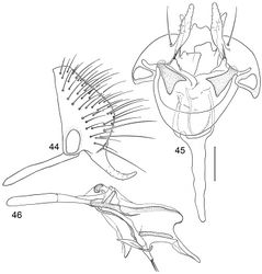 Figures 44–46. Illustrations of Planinasus venezuelensis Hennig (male). 44 epandrium, surstylus, hypandrium, lateral view 45 structures of internal male terminalia, ventral view 46 internal structures of male terminalia, lateral view. Scale bar = 0.1 mm.