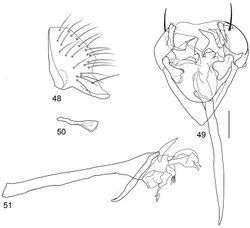 Figures 48–51. Illustrations of Planinasus xanthops sp. n. (male). 48 epandrium, surstylus, lateral view 49 structures of internal male terminalia, ventral view 50 ejaculatory apodeme, lateral view 51 phallus, phallapodeme, pre- and postgonite, lateral view. Scale bar = 0.1 mm.