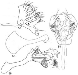Figures 53–56. Illustrations of Planinasus argentifacies sp. n. (male). 53 epandrium, surstylus, and hypandrium, lateral view 54 structures of internal male terminalia, ventral view 55 ejaculatory apodeme, lateral view 56 internal structures of male terminalia, lateral view. Scale bar = 0.1 mm.