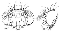 Figures 58–59. Illustrations of Planinasus insulanus sp. n. (male). 58 head, anterior view 59 same, lateral view.