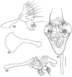 Figures 60–63. Illustrations of Planinasus insulanus sp. n. (male). 60 epandrium, surstylus, lateral view 61 structures of internal male terminalia, ventral view 62 ejaculatory apodeme, lateral view 63 internal structures of male terminalia, lateral view. Scale bar = 0.1 mm.
