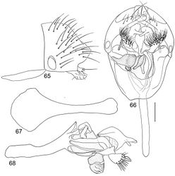 Figures 65–68. Illustrations of Planinasus nigritarsus sp. n. (male). 65 epandrium, surstylus, lateral view 66 structures of internal male terminalia, ventral view 67 ejaculatory apodeme, lateral view 68 internal structures of male terminalia, lateral view. Scale bar = 0.1 mm.