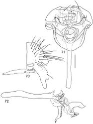 Figures 70–72. Illustrations of Planinasus atriclypeus sp. n. (male). 70 epandrium, surstylus, hypandrium, and pregonite, lateral view 71 structures of internal male terminalia, ventral view 72 internal structures of male terminalia, lateral view, lateral view. Scale bar = 0.1 mm.