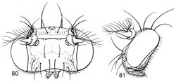 Figures 80–81. Illustrations of Planinasus mcalpineorum sp. n. (male). 80 head, anterior view 81 same, lateral view.