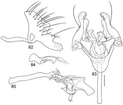 Figures 82–85. Illustrations of Planinasus mcalpineorum sp. n. (male). 82 epandrium, surstylus, and hypandrium, lateral view 83 structures of internal male terminalia, ventral view 84 ejaculatory apodeme, lateral view 85 internal structures of male terminalia, lateral view. Scale bar = 0.1 mm.