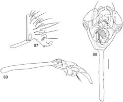 Figures 87–89. Illustrations of Planinasus nigrifacies sp. n. (male). 87 epandrium, surstylus, hypandrium, lateral view 88 structures of internal male terminalia, ventral view 89 internal structures of male terminalia, lateral view. Scale bar = 0.1 mm.