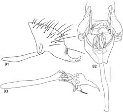 Figures 91–93. Illustrations of Planinasus obscuripennis sp. n. (male). 91 epandrium, surstylus, hypandrium, lateral view 92 structures of internal male terminalia, ventral view 93 internal structures of male terminalia, lateral view. Scale bar = 0.1 mm.