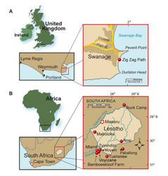 Figure 1. Heterodontosaurid localities. A Locality (red dot) for Echinodon becklesii on the southern coast of England B Heterodontosaurid localities in South Africa and Lesotho. Locality(ies)/taxon identification: Nosi/Abrictosaurus consors; Mlamli, Tushielaw, Tyinindini/Heterodontosaurus tucki; Bamboeskloof Farm, Buck Camp, Paballong/Lycorhinus angustidens; Maboloka/Heterodontosauridae incertae sedis; Voyizane/ Pegomastax africanus gen. n. sp. n.