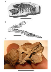 Figure 2. Early heterodontosaurid discoveries. A Lithographic drawing of the right and left premaxillae and the anterior portion of the left maxilla in lateral view of Echinodon becklesii (NHMUK 48209; from Owen 1861[42]) B Drawing of lower jaws in dorsal view of Geranosaurus atavus (SAM-PK-K1871; from Broom 1911[43]) C Photograph of the posterior portion of a subadult skull in right lateral view of Heterodontosaurus tucki (AMNH 24000). Scale bars equal 1 cm in A and 2 cm in B and C.